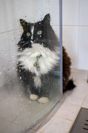 Black and white fluffy cat sitting behind glass shower door with water dropsの写真素材