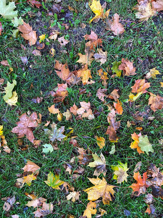 Colorful autumn maple leaves on green grass background