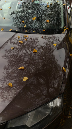 Autumn yellow leaves on car hood with tree reflectionの写真素材