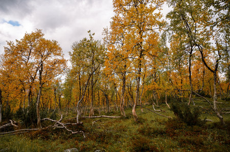 Autumn birch forest with yellow leaves in Kilpisjarvi Lapland Finland