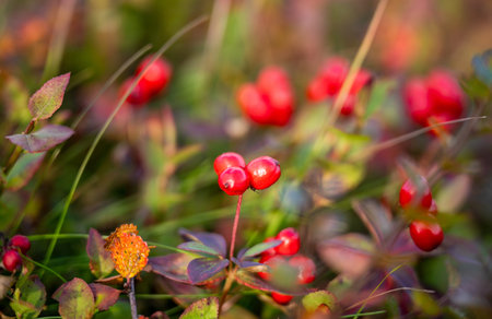 Close up of red berries growing in autumn forest in Lapland Finland