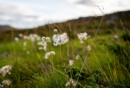 Close up of fluffy cotton grass in green meadow in Lapland Finlandの写真素材