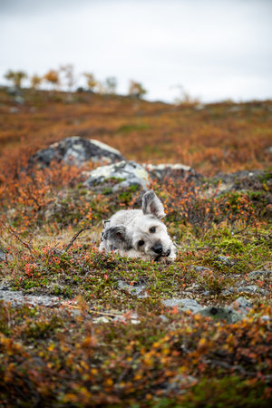 Curious dog on mountain trail in Kilpisjarvi, Lapland, Finlandの写真素材