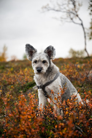 Curious dog in a mountain landscape in Lapland, Finlandの写真素材