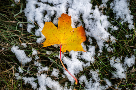 yellow autumn leaf on grass with first snowflakes