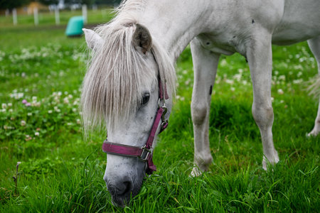 White horse grazing on green meadow with halter in rural countryside summer landscapeの写真素材