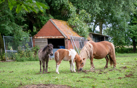 Three small ponies grazing together on green meadow in peaceful countryside farmの写真素材