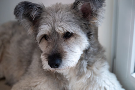 Close up portrait of small gray dog resting by window at home