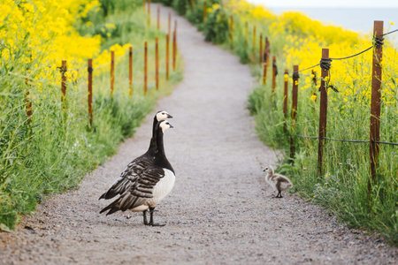 Barnacle Goose Family Crossing Scenic Path Through Blooming Yellow Wildflower Meadow