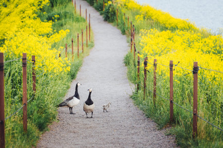 Barnacle goose family crossing scenic path through blooming wildflower meadow in Finland