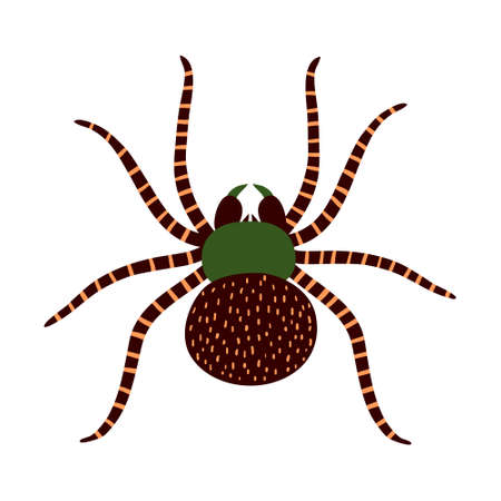 Hand drawn large spider isolated on white background. Close up scary arachnid. Spooky animal with eight legs. Creative design for shirt, mug. Creepy Halloween decoration. Stock vector illustrationのイラスト素材