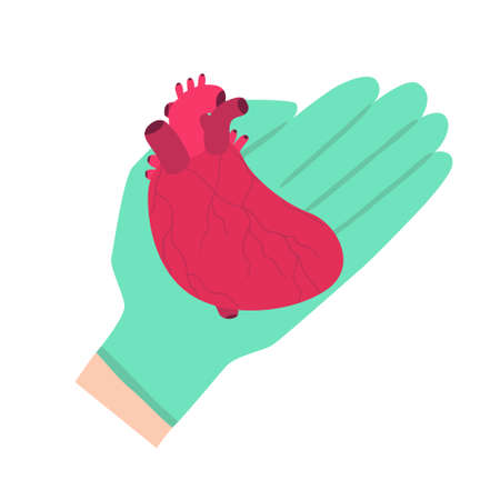 Heart transplantation concept isolated on white background. Human organ in doctor surgeon's hand in glove. Cardiac surgery operation preparing. Hand drawn flat style design. Trendy vector illustrationのイラスト素材