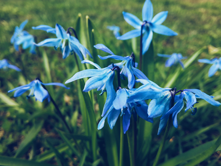 Beautiful blooming bluebell flowers on a green grassの写真素材
