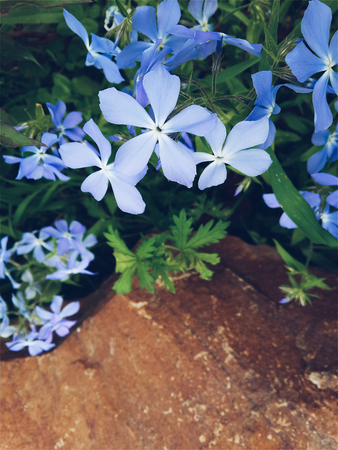 Blue flowers growing and blooming on stoneの写真素材