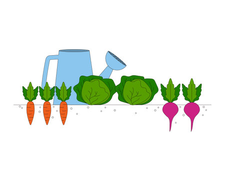 Gardening. Harvesting. Carrots, cabbage, beets. Grown vegetables. Vector graphic.のイラスト素材