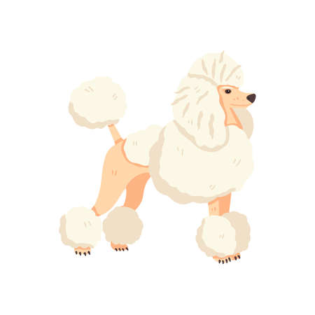 Poodle after grooming vector illustration. Flat pet care concept. Cute and fun hand drawn dog breed. Great for animal stickers, social networks, online guide, veterinary manual, encyclopedia.のイラスト素材