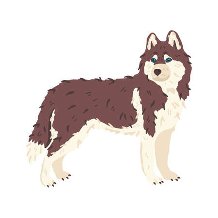 Husky dog breed flat vector illustration. Wildlife animal like wolf. Grooming and pet care concept. Good for pet salons and shops landing, stickers, online guide, social networks banner, exhibition.のイラスト素材