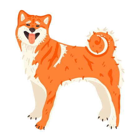 Shiba Inu or Akita Inu Japanese breed of hunting dog. Very clean purebred domestic animal flat vector illustration. Cute pet for promo poster, sticker, grooming salon flyerのイラスト素材