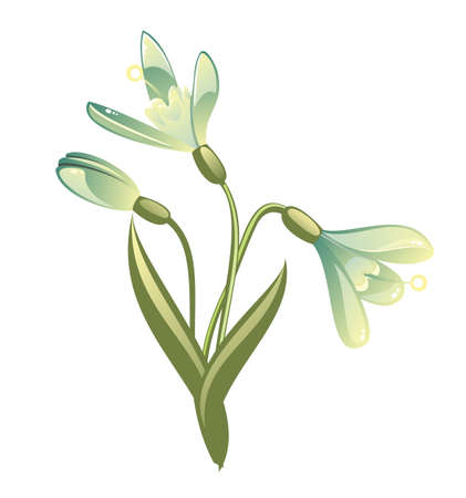 snowdrops isolated on white のイラスト素材