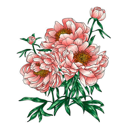 Pink peonies set on a white background. Bouquet of peonies. Peonies details on a white background. Drawing peonies.の写真素材