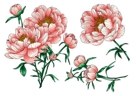 Pink peonies set. Peonies on a white background. Peonies details on a white background. Drawing peonies.の写真素材