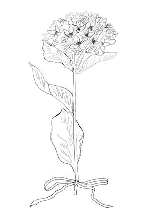 Single flower line art in abstract style on white. White color background. creative design illustration. Black background. Abstract creative design background. floral background.の写真素材