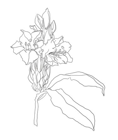 Single flower line art in abstract style on white. White color background. creative design illustration. Black background. Abstract creative design background. floral background.の写真素材