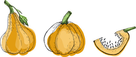 Pumpkins sketch set. Vector hand drawn engraving collection. Autumn Season, Harvesting, Halloween, Thanksgiving.のイラスト素材