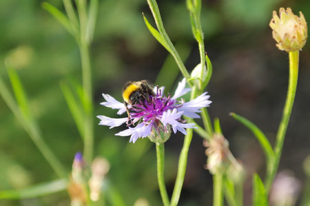 Closeup of bee pollinating blue cornflower.
