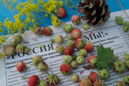 sprigs of wild strawberries on the background of the texture of aged blue wood blue woodの写真素材