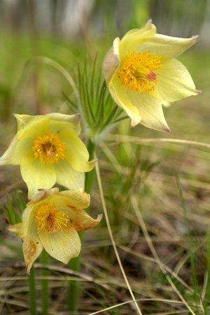 Beautiful yellow flowers is the first spring blooming in the forestの写真素材