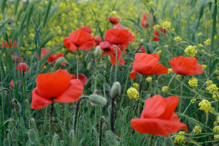 Field of poppies close upの写真素材