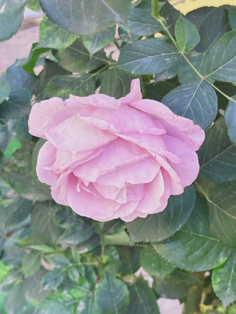 Rose Garden on a sunny dayの写真素材