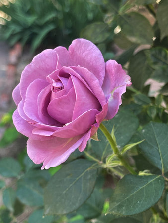 A closeup view of a lush purple rose in full bloom, set against a backdrop of green foliage in a serene gardenの写真素材