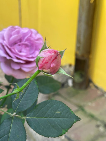 Rose Garden on a sunny dayの写真素材