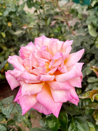 A stunning pink rose with soft and velvety petals that beautifully showcases the elegance and beauty of nature itselfの写真素材
