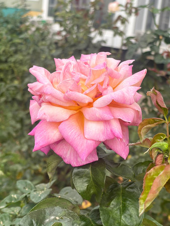A stunning pink rose with soft and velvety petals that beautifully showcases the elegance and beauty of nature itselfの写真素材