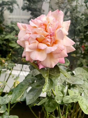 A stunning pink rose with soft and velvety petals that beautifully showcases the elegance and beauty of nature itselfの写真素材