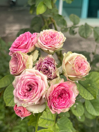 A stunning bouquet of pink roses showcases their vibrant colors and exquisite delicate petals in a beautiful wayの写真素材