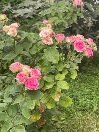 A stunning bouquet of pink roses showcases their vibrant colors and exquisite delicate petals in a beautiful wayの写真素材