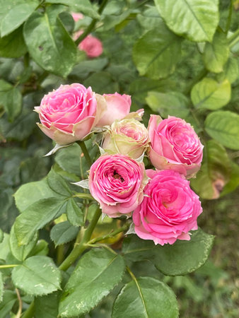 A stunning bouquet of pink roses showcases their vibrant colors and exquisite delicate petals in a beautiful wayの写真素材