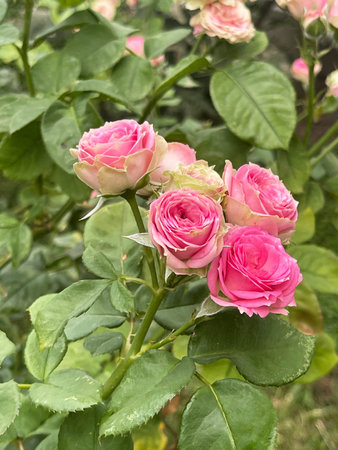 A stunning and breathtaking display of beautiful pink roses that captures the pure beauty and elegance of natureの写真素材