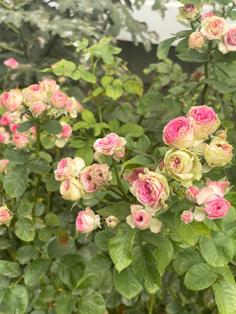 A stunning and breathtaking display of beautiful pink roses that captures the pure beauty and elegance of natureの写真素材