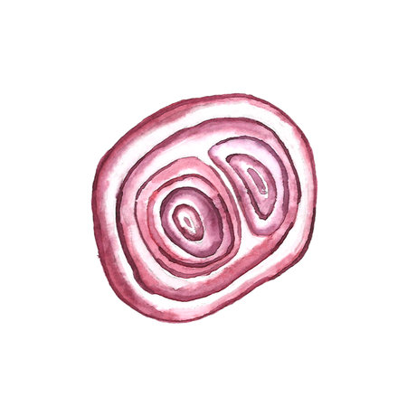 Purple onion bulb watercolor isolated on white backgroundの写真素材