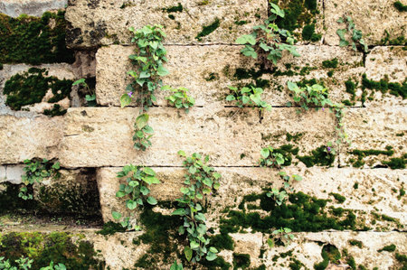 Wall of an old stone with green moss and flowers. Background with plants.