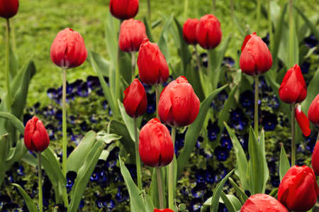 Red tulips and pansies after rain. Beautiful backgroundの写真素材