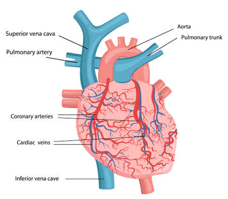 Vector illustration of human heart structureのイラスト素材