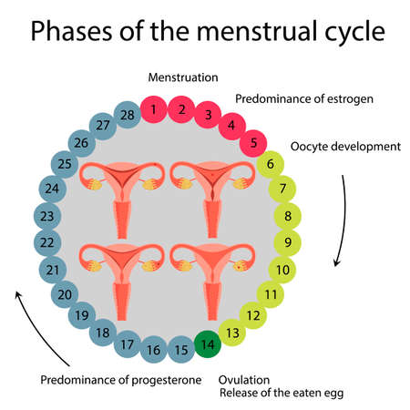 Vector illustration Menstrual cycle 28 - day cycle.のイラスト素材