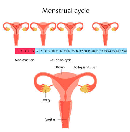 Vector illustration Menstrual cycle 28 - day cycle.のイラスト素材