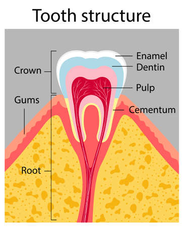 Vector illustration of tooth structure.のイラスト素材